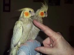 Rozela