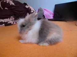 zakrslí teddy králíčci-již k odběru. Celá ČR.