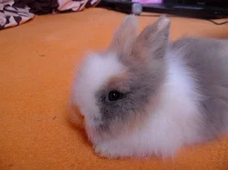 zakrslí teddy králíčci-již k odběru. Celá ČR.