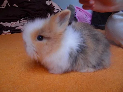 zakrslí teddy králíčci-již k odběru. Celá ČR.
