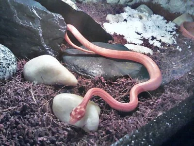 Pantherophis guttatus