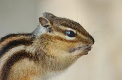 Zemní veverky - Burunduci páskovaní -Osobně dovezu