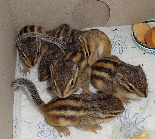 Zemní veverky - Burunduci páskovaní -Osobně dovezu