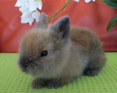 Prodám Teddy králíčky