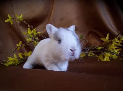 Teddy miminka