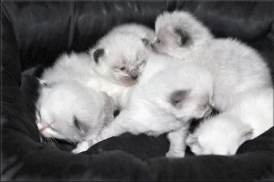 koťátka Ragdoll s PP