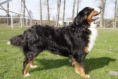 Nabízím psa ke krytí