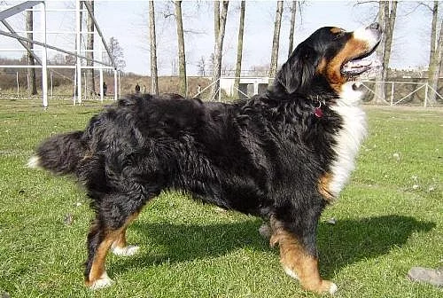 Nabízím psa ke krytí