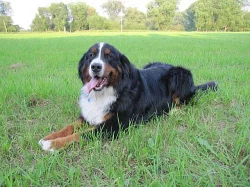 Nabízím psa ke krytí