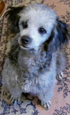 prodáme štěňátko stříbrného pudla