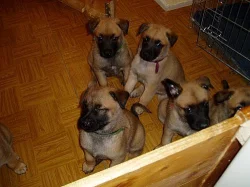 Belgický ovčák malinois - štěňátka s PP