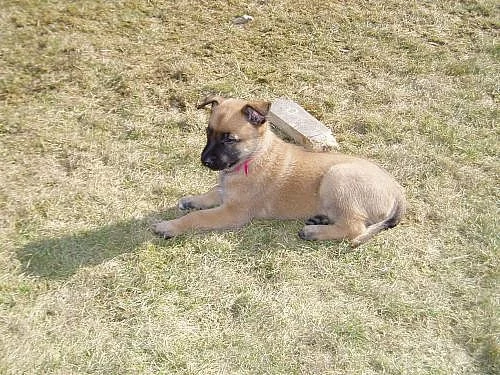 Belgický ovčák malinois - štěňátka s PP