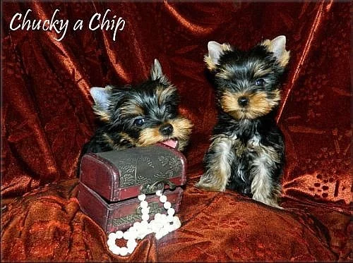 Yorkshire terrier s PP