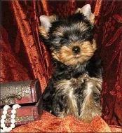 Yorkshire terrier s PP