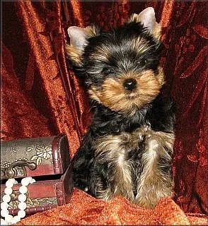 Yorkshire terrier s PP