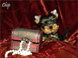 Yorkshire terrier s PP