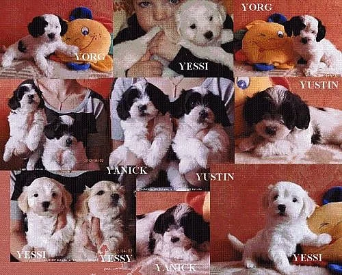 Havanský psík s PP - bišonek havanský-pejsci a fenka