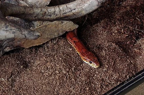 Prodám Užovku červenou (P. guttatus) i s teráriem