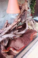 Prodám Užovku červenou (P. guttatus) i s teráriem