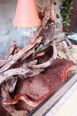 Prodám Užovku červenou (P. guttatus) i s teráriem
