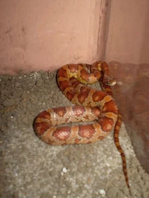 Prodám užovku červenou (Elaphe guttata)