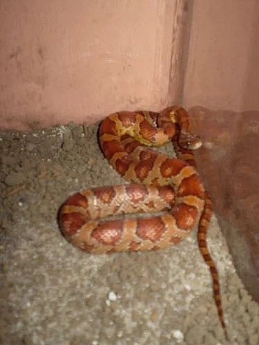 Prodám užovku červenou (Elaphe guttata)