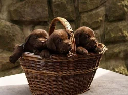 Labradorský retrívr-čokoládová štěnátka s PP