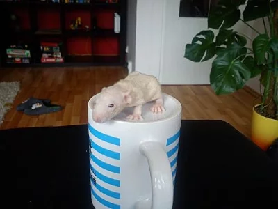 fuzz a rex potkánci