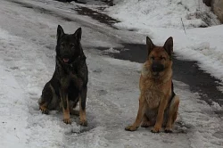 Štěňata Německého ovčáka