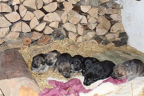 Štěňata Německého ovčáka