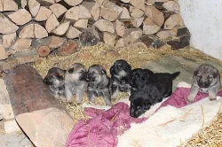 Štěňata Německého ovčáka