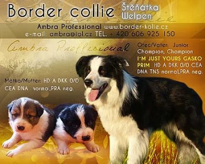 Border kolie - štěňátka s PP