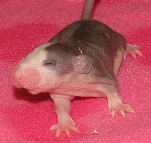 Potkaní prcci k odběru - celá ČR