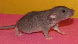 Potkaní prcci k odběru - celá ČR