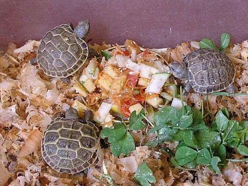 Želvičky od 1000Kc..