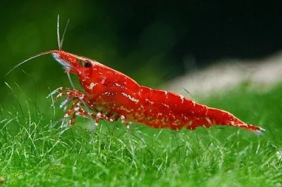 Krevety red cherry