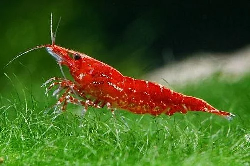 Krevety red cherry