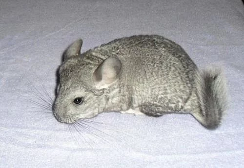Sameček činčily Standard grey
