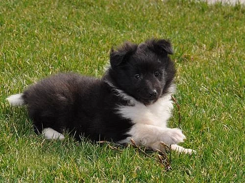 Šeltie-sheltie