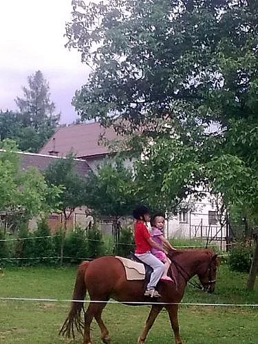 Prodám pony valach