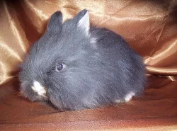 Teddy králíčci
