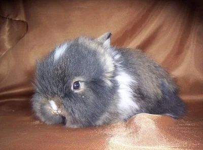 Teddy králíčci