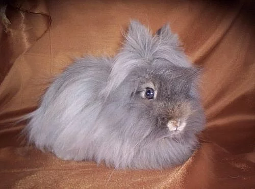 Teddy králíčci