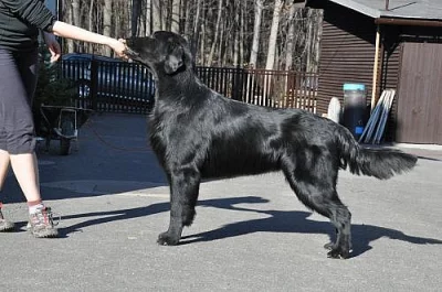 Flat Coated Retriever ke krytí