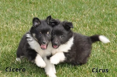 Šeltie-sheltie