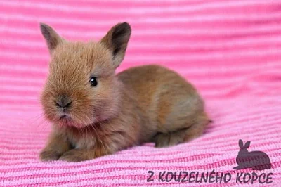 Zakrslí králíčci s teddy genem Lvíčci s VP a SG 
