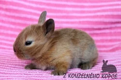 Zakrslí králíčci s teddy genem Lvíčci s VP a SG