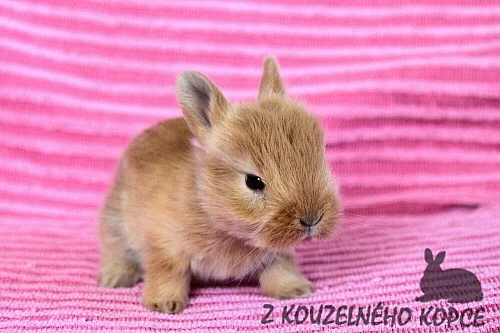 Zakrslí králíčci s teddy genem Lvíčci s VP a SG