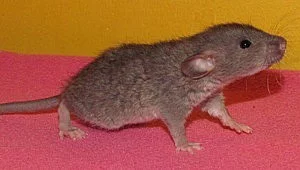 Potkaní prcci k odběru - celá ČR