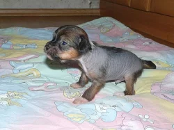 Čínský chocholatý pes